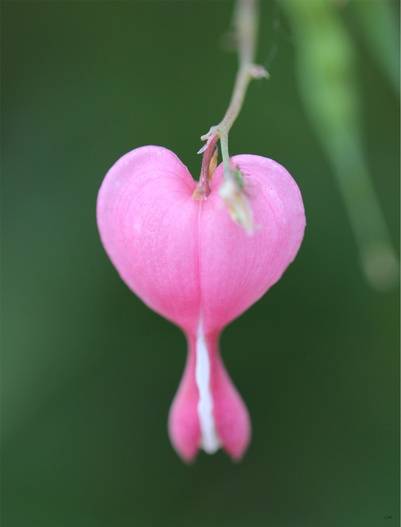 flor em formato de coração