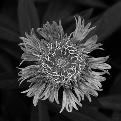 flor selvagem em preto e branco