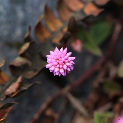 flor solitária rosa de um quadro decorativo