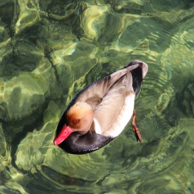 pato na lagoa - quadro decorativo