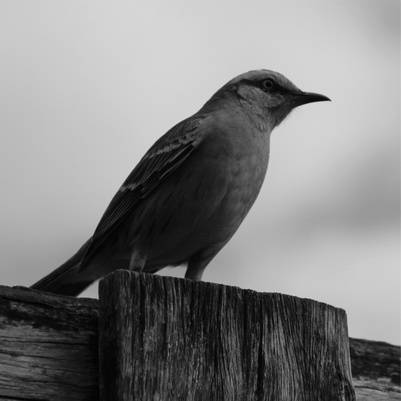 pássaro em preto e branco