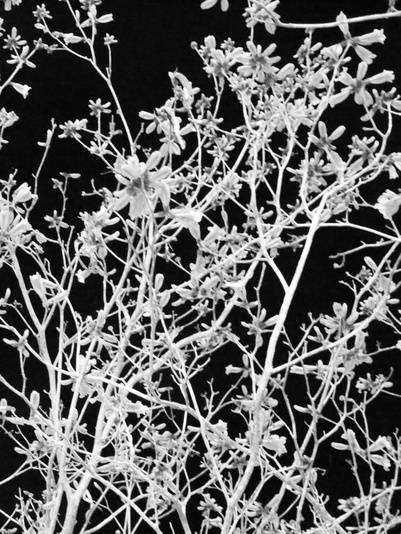 folhas e galho de árvore em preto e branco