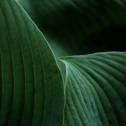 folhas verdes em uma geometria linda