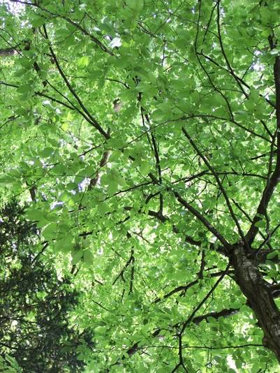 folhas verdes da copa de uma árvore