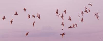 garças voando em um fundo rosa