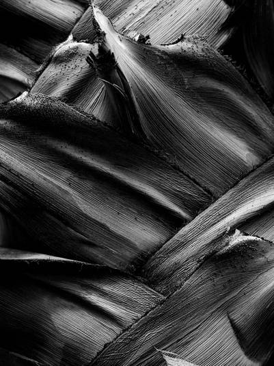 trama de folhas em preto e branco