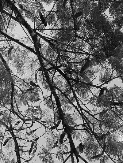 folhas e galhos de árvore - foto preta e branca
