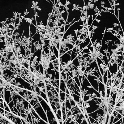 árvore florida em preto e branco
