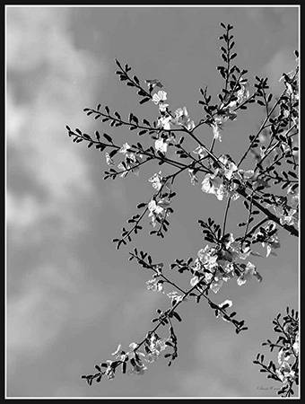 flor e ceu em preto e branco