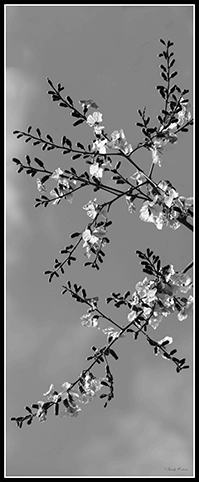 Quadro preto e branco, flores