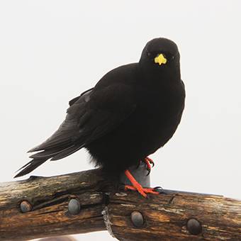 Pássaro preto - quadro decorativo premiado